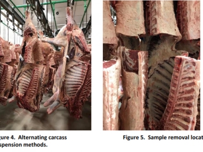 An on-line system to assess beef quality characteristics