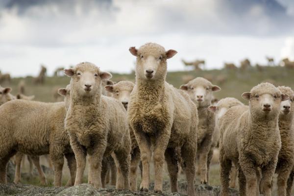 Enhancing Retail Colour Stability and Shelf Life of Lamb Meat for Key Markets