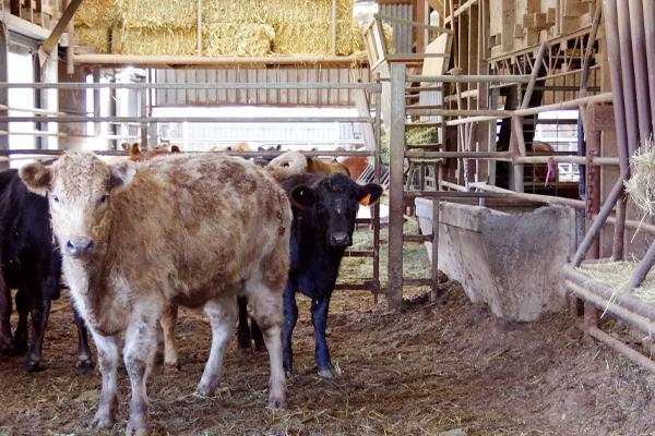 The impact of handling conditions and new environments on the stress of cattle