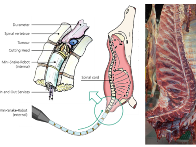 Miniaturised snake robotics for spinal cord removal prior to splitting beef carcasses