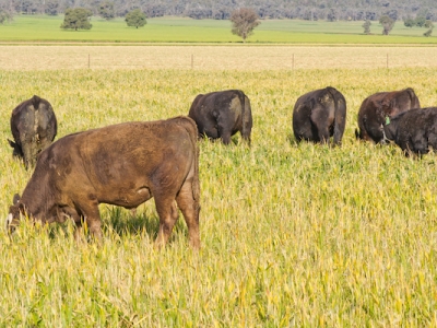 Low-Stress Livestock Handling Technqiues