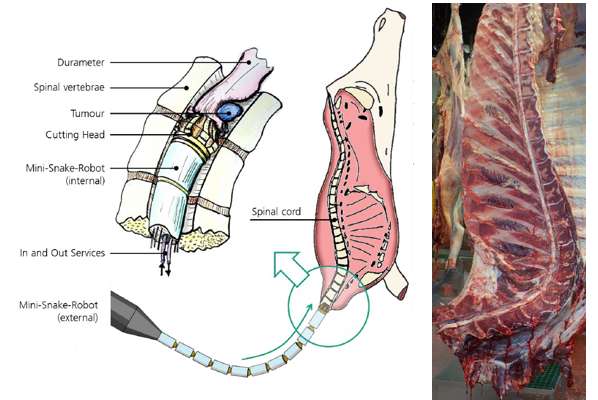 Miniaturised snake robotics for spinal cord removal prior to splitting beef carcasses