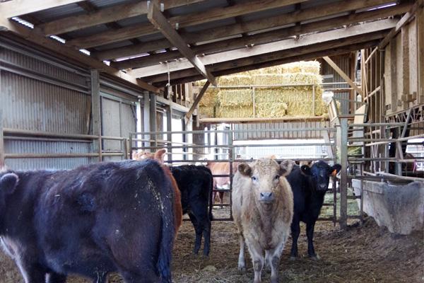 Pilot study on design of lairage, handling and stunning facilities and the potential impact on animal welfare and meat quality