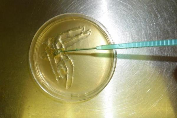 Microplasma Disinfection of Meat