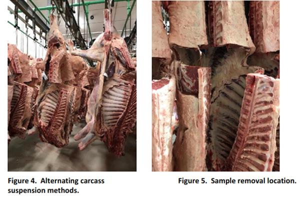 An on-line system to assess beef quality characteristics