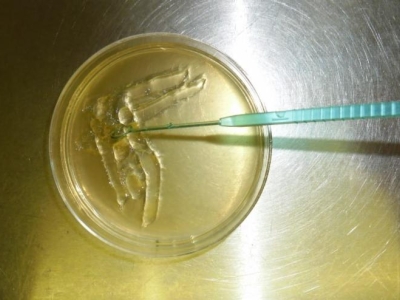 Microplasma Disinfection of Meat