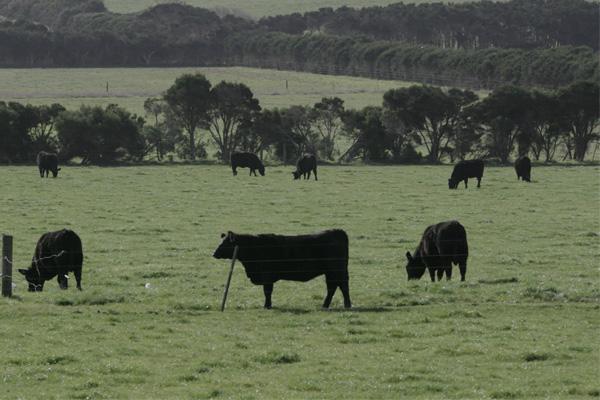 Microbiological food safety and storage life of Australian red meat